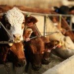 feeder cattle