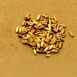 grain sample on table