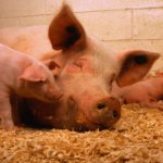piglets