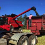 Harvest of Newfoundland's first-ever canola crop, a 30-acre field at Pasadena, N.L. was underway Friday. (Gov.NL.ca)