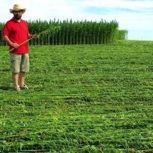 Man in a field of harvested hemp.