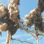 clubroot in canola