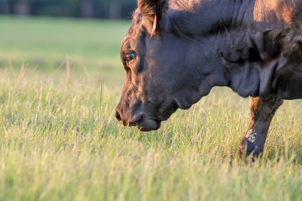 Cow_ThinkstockPhotos-485439.jpg