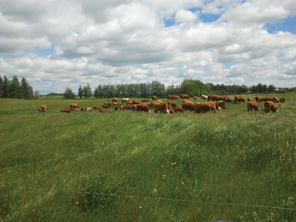 By giving each paddock ample rest, Mark Burggren always has lots of grass ready for grazing.