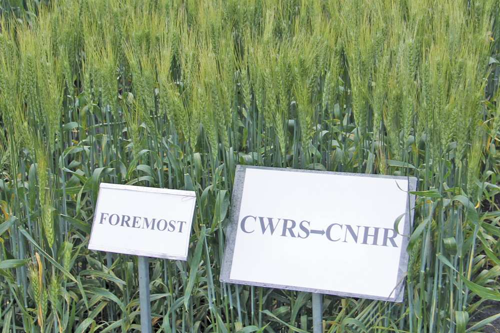 On Aug. 1, the new Canadian Northern Hard Red wheat class came into effect, but existing varieties won’t be moved into that class until 2018.