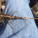 These clubroot galls are small but this is exactly what you should be looking for when scouting because your best chance to manage an infestation is to detect it in its early stages.