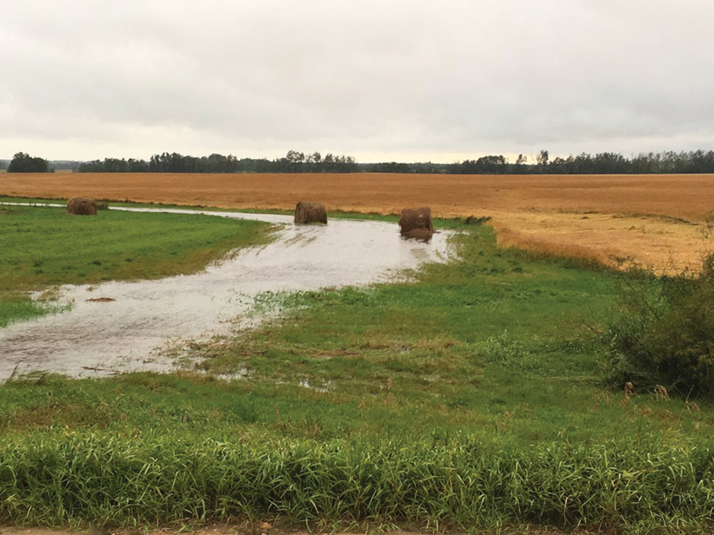 The flooding on John Guelly's land near Westlock may have receded, but the damage to his crops is done.