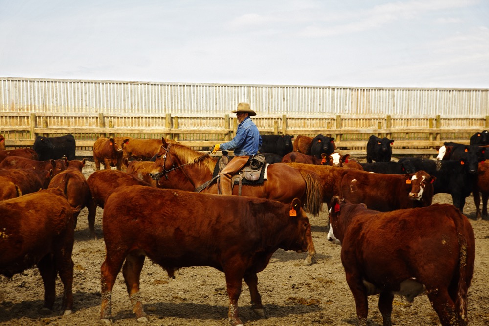 Canadian beef industry gets high marks in sustainability assessment