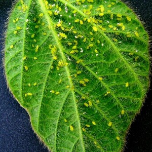 Soybean aphids on the back of a soybean leaf. The white spots are discarded soybean aphid skins. The economic threshold for spraying to control soybean aphids is 250 aphids per plant and rising.