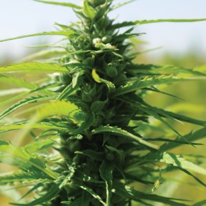 hemp plant