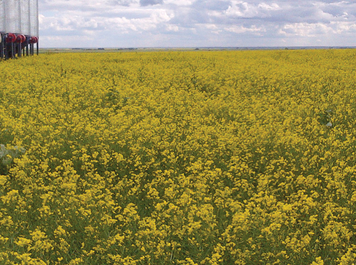 While the plant distribution was random, some of the giant canola contained more root maggots than the rest of the crop.