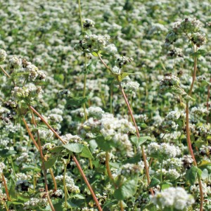 Buckwheat crops can thrive under the growing conditions on the Canadian Prairies. It does well on marginal land and no special equipment is required.