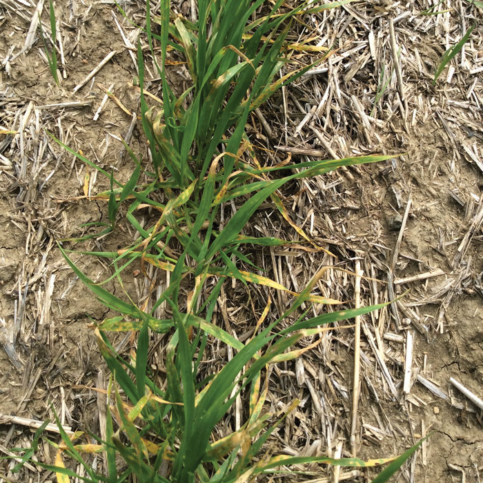 A close examination of a damaged plant revealed small, dark lesions with tan-coloured halos that appeared to be growing in size.