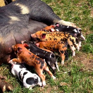 One of the pasture-raised Duroc/Berkshire-cross sows with a litter of piglets are part of TK Ranch direct meat-marketing program.