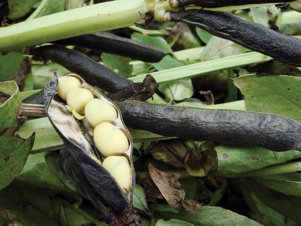 Fababeans fill out this pod.