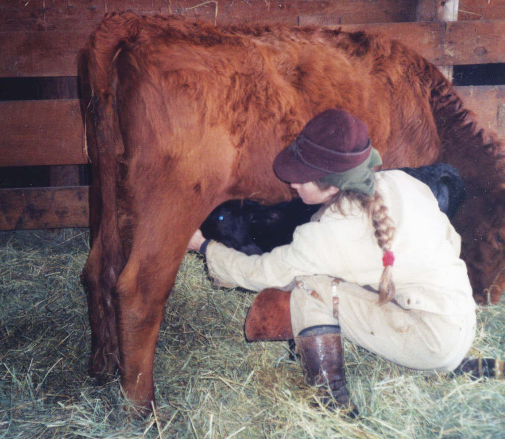 If the calf is a bit slow or the mother cow a bit reluctant, the calf may need to be guided toward the udder.