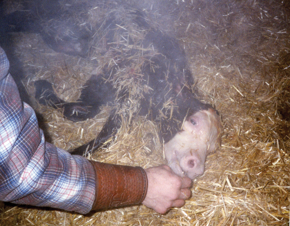 If a calf isn’t breathing, make sure the nostrils are clear and tickle the nose with a straw to stimulate a cough.