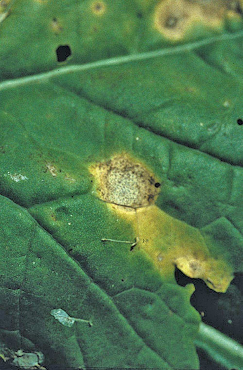 Much of the seed we buy is blackleg resistant. However, that resistance may be beginning to break down.