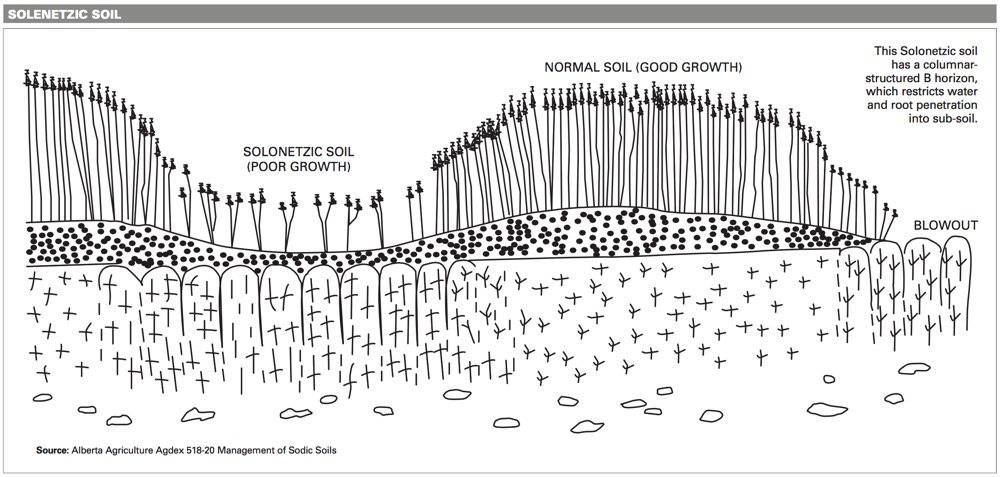 This Solonetzic soil has a columnar-structured B horizon, which restricts water and root penetration into sub-soil.
