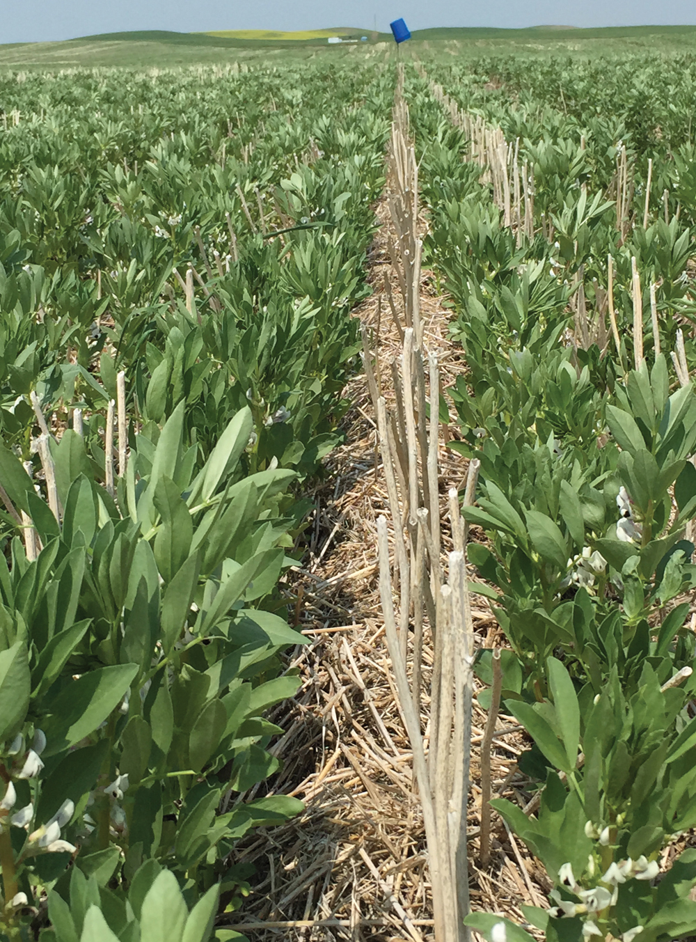 This robust stand of faba beans isn’t exactly where Steve Larocque wanted it but it appears to be doing well. Larocque seeds his crop with a Concorde drill set at 12 inch row spacing with two-inch openers. He would have liked to have the faba beans seeded closer to the standing stubble, but will adjust the drill next time.