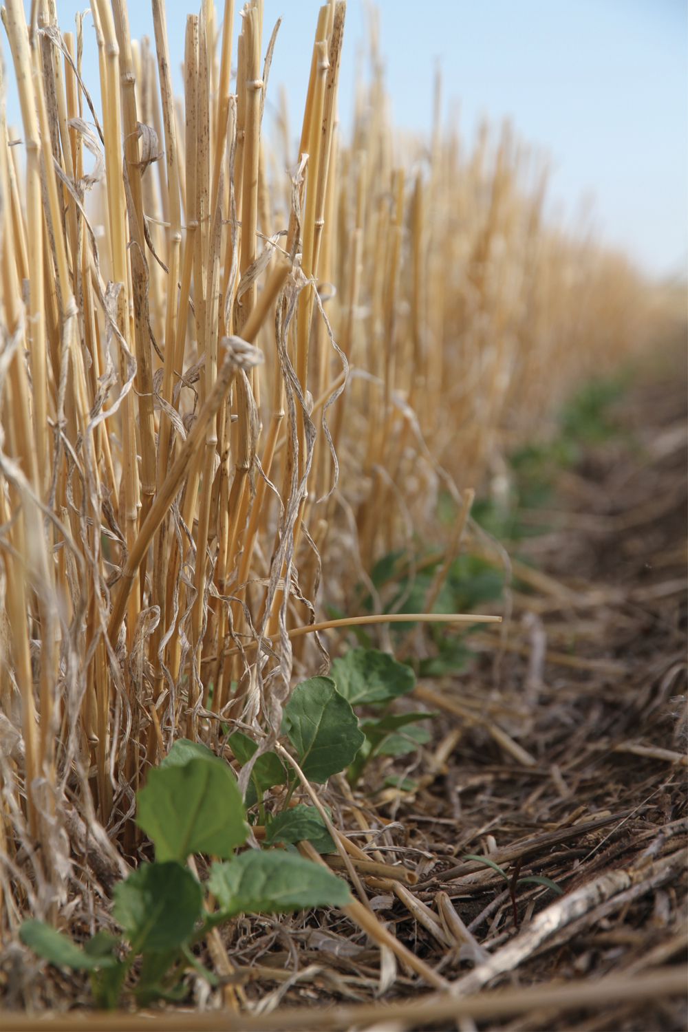 These young canola plants, seeded with the CTF system, seem to be thriving as they emerge next to the stubble of the previous year’s cereal crop. They can make use of any residual nutrients in the old seed row, as they grow and then access this years nutrients which were side banded next to the seed row.