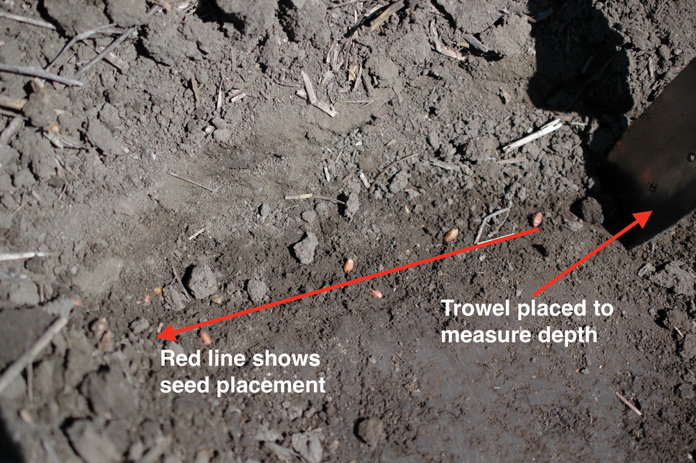 Figure 3. Seed located, depth measured and placement in the row is easy to see. If the spade is sharp it is possible to shave away thin layers of soil from the seed row until the seed is located. If done right both depth and placement in the row can be documented very well.