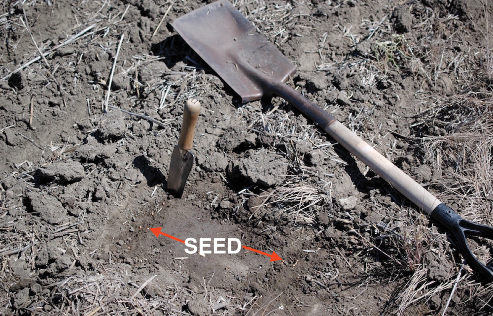 Figure 4. Shows the whole operation with the spade, two seed rows exposed and trowel placed to determine seed depth.