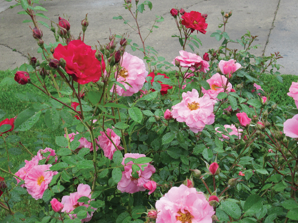 The combination of Adelaide Hoodless (red) and Prairie Joy (pink) roses growing side by side makes a stunning display when in bloom.