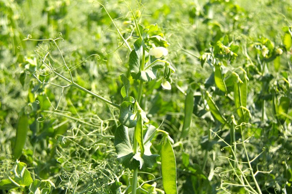 Peas podding in a field near Mervin, Sask, on July 7, 2016. While there's a high disease risk this year, crops are generally looking healthy so far.