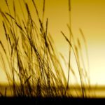 Native grass prairies and sunset
