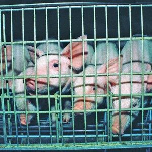 piglets in a cage