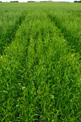 Trial plot of oats growing in a field.