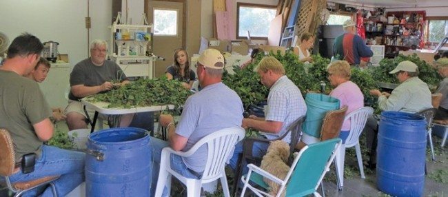 Sandra Gowan relies on volunteers among friends and family to help hand pick the annual hops harvest.