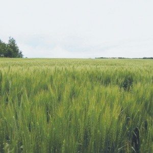 Winter wheat needs lots of nitrogen to yield well. Knowing the residual nutrient level in the soil is important, especially following excessive moisture and the only way to know is through a soil test.