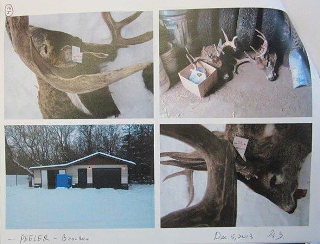 deer remains
