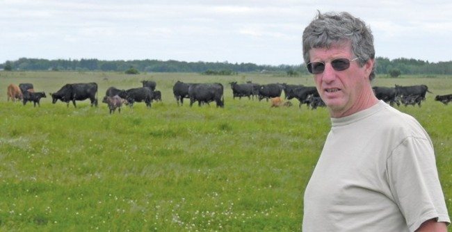 man with cattle in a field
