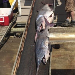 fish on a conveyor belt