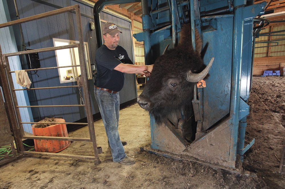 Bison meat demand is growing, but not producer numbers