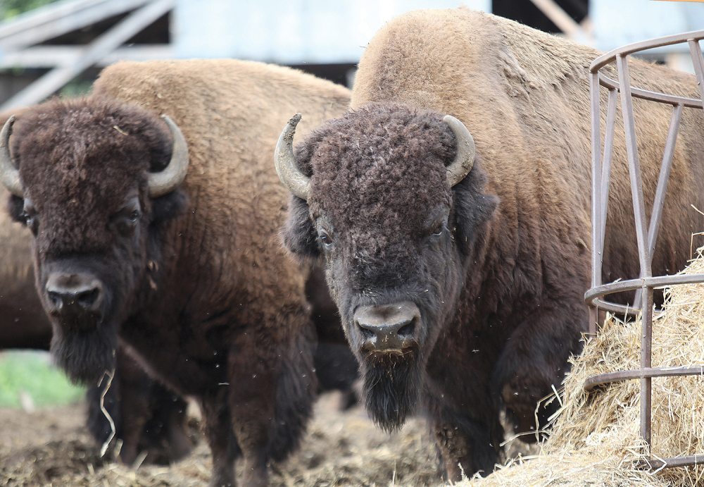 Bison meat demand is growing, but not producer numbers