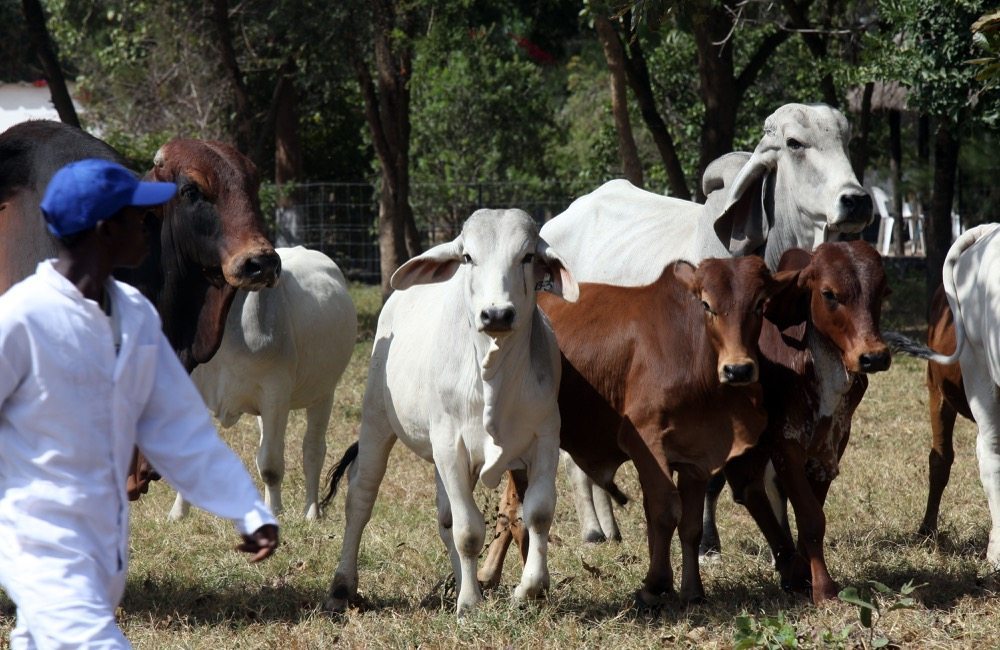 Zambian cattle herd grows, despite ticks, poachers