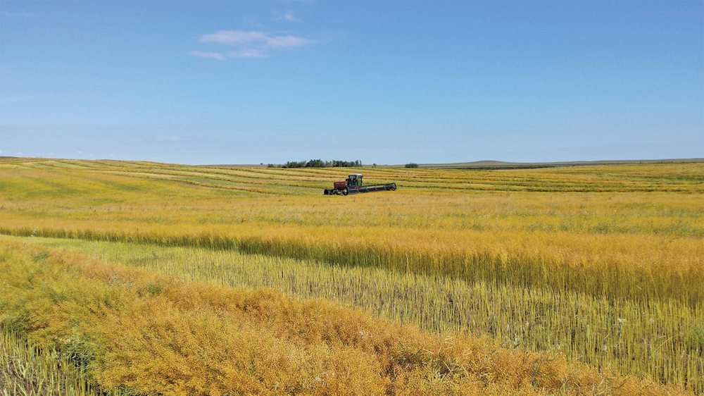 Camelina is an oilseed, similar to canola, with a number of exciting agronomic features well suited for Manitoba conditions.