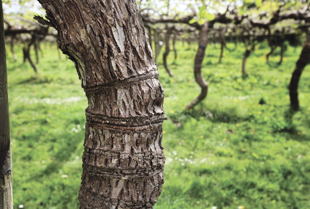 Marketing New Zealand’s namesake fruit comes at a premium