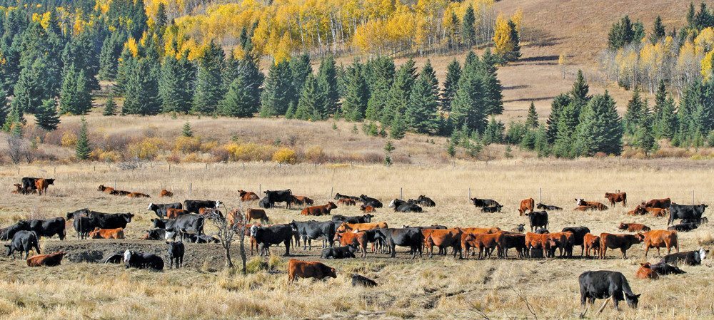 cattle grazing