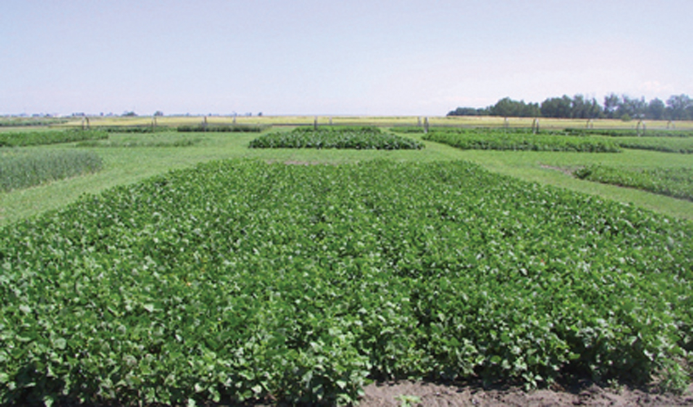 Beans cluster in narrow rows, protecting the soil beneath from erosion. Dry beans add value to the soil by taking up the plant nutrient nitrogen from the atmosphere and depositing it into the soil for other plants to use.