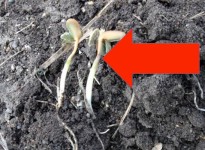 Look for damage to the hypocotyl when assessing frost damage in soybeans.