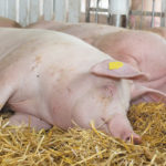 All pigs need to be traceable for a national program to work.