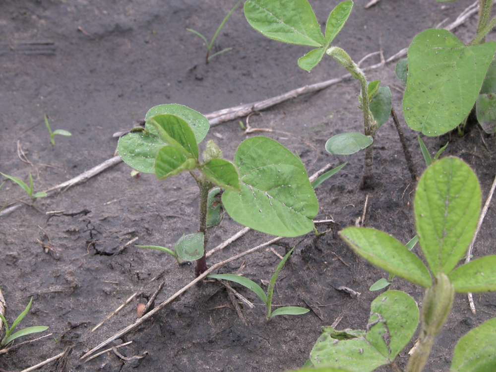 Tips for rolling emerged soybeans Manitoba Cooperator