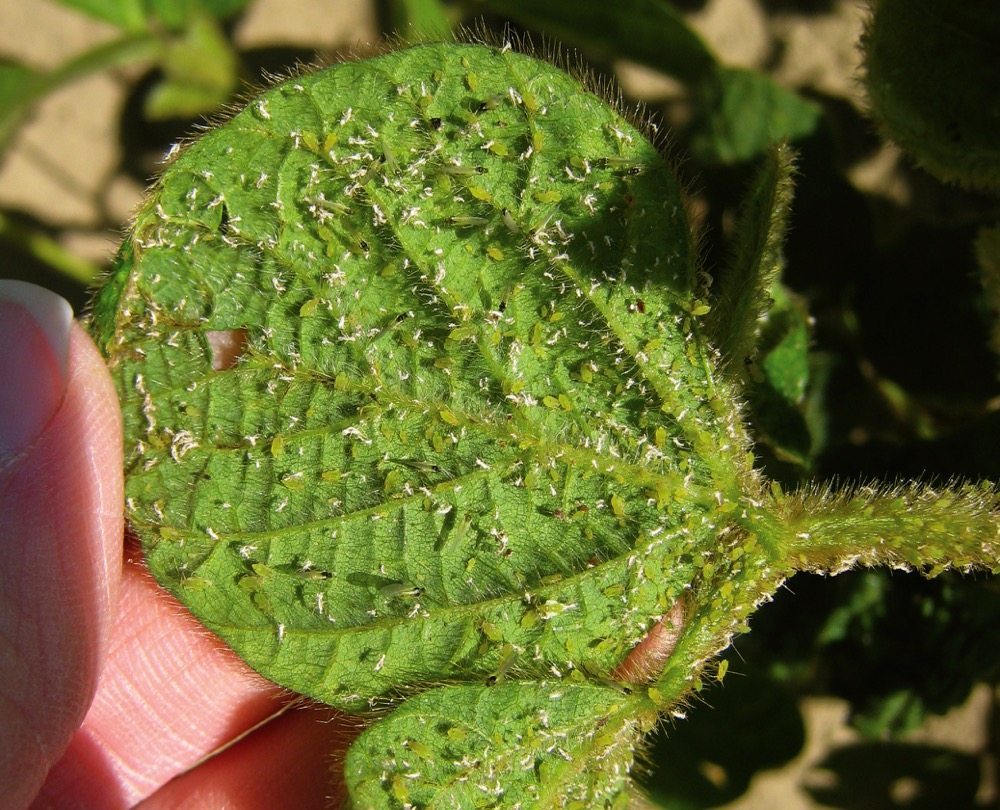 Aphids mount their attack on this soybean plant.