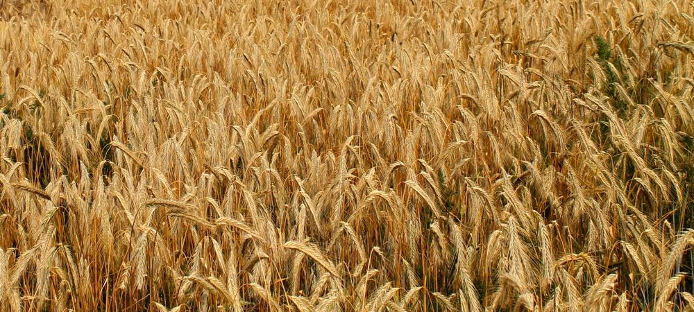 The new hybrid varieties average 25 per cent to 30 per cent higher yields than older, open-pollinated rye varieties.