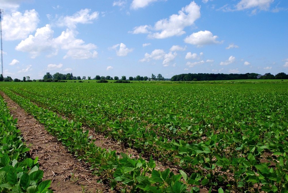 A new look at 30inch rows for soybeans Country Guide